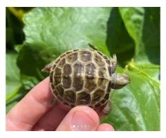 Cute Russian Tortoise Babies for Sale