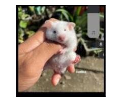 Hand-Tamed Syrian Hamsters for Sale
