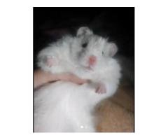 Healthy Hamsters for Sale