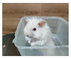 Imported Triple Coat Hamsters for Sale