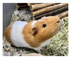 Healthy Guinea Pigs for Sale