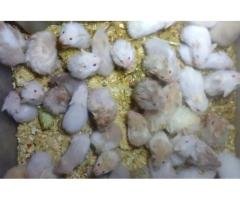 Affordable Hamsters for Sale