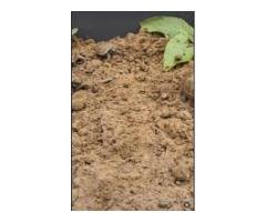 Baby Russian Turtle for Sale