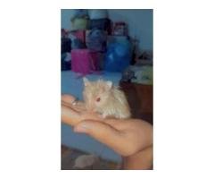 Hamster Pair for Sale in Karachi