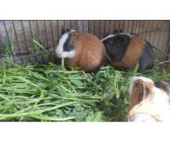 Healthy Guinea Pig Bunnies for Sale
