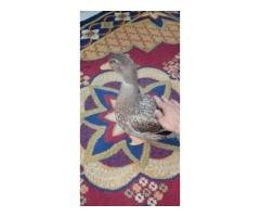 Friendly Male Duck Rs1800 | Healthy Home-Raised Deal