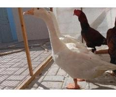 Friendly Male Duck Rs1800 | Healthy Home-Raised Deal