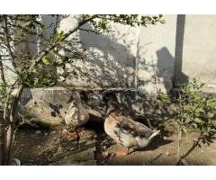 Egg-Laying Duck Pair Rs5500 | Young Healthy Breeders