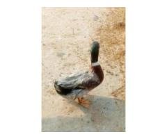 Healthy Male Duck Rs1600 | Desi Home-Raised