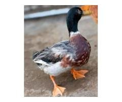 Healthy Duck Rs2500 | 1.5kg Strong Male