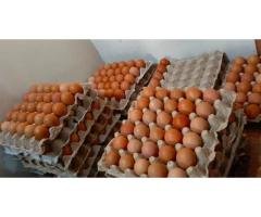 Fresh Lohmann Eggs Karachi | Rs 360 Deal You’ll Love
