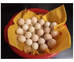 12 Pure Desi Eggs Rs 600 | Rich Organic Lohmann Black800