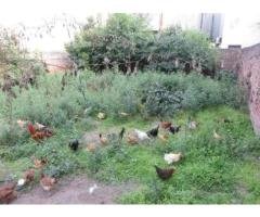 7 Powerful Reasons to Buy Pure Desi Eggs Rs 60