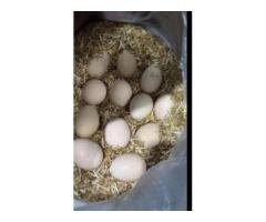 7 Strong Reasons to Buy Fresh Fertile Aseel Eggs Rs 190