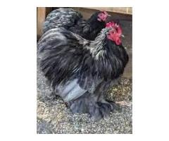 7 Smart Reasons to Buy Fresh Fertile Eggs Rs 60