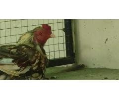 Fertile Eggs – Australorp, Aseel & Misri Rs 300