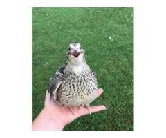 50+ Premium Batair Quail Rs160