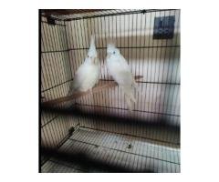 Top Cocktail Breeding Pair Rs11,000