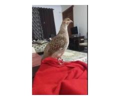 King Size Teetar Pair Rs30,000 | Hand Tame Snober City