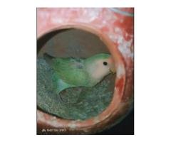 Female Love Bird Breeder Rs1500 | Canal City Deal