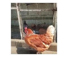 Lohmann Brown Laying Hen Rs2600