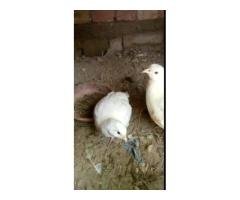 Premium White Teetar Pair Rs32,000 | Jauharabad Deal