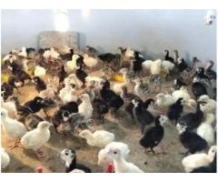 Healthy Turkey Chicks Rs800