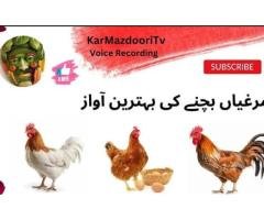 Healthy Laying Hen Rs1200 | Pir Wadhai