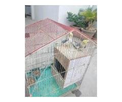 Big Tail Cocktail Pair + Cage Rs6000