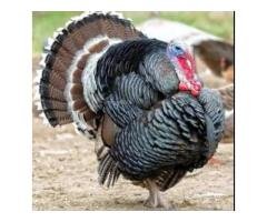 King Size Turkey Breeder Male Rs7000