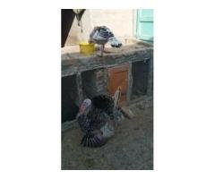 Black & White Turkey Pair Rs14000
