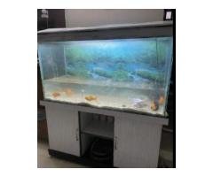 Custom 4-Ft Aquarium with Fish & Accessories
