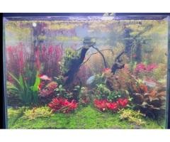 Fully Planted High-End Aquarium Setup for Sale