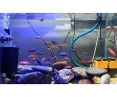 Colorful African Malawi Cichlids for Sale
