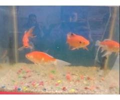 8 Inch Shubunkin & Koi Fish for Sale in Toba Tek Singh