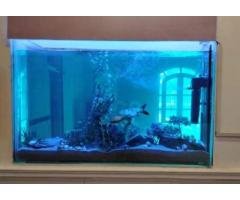 Complete Fish Aquarium Repair & Cleaning Service