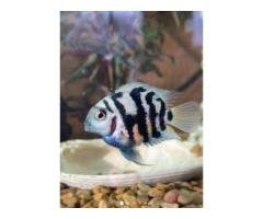 Colorful Aquarium Floating Plants & Polar Parrot Breeder