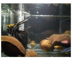 Established Glass Aquarium with Healthy Tropical Fish