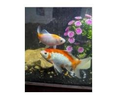 Colorful Goldfish Pairs for Sale