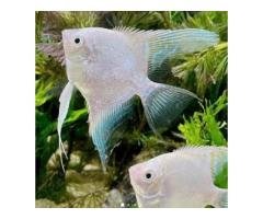 Exotic Aquarium Fish Collection in Lahore