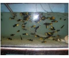 Affordable Molly Fish Wholesale Deal