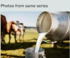 🥛✨ 100% Khalis Fresh Milk