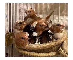 1 Rare Pied Bengalies Finch Pair – Best Breeder Deal