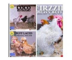 50+ Rare Fancy Chick Breeds – Polish, Silkie Deal