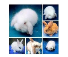 12+ Fancy Rabbits & Lop Breeds – Best Price Islamabad