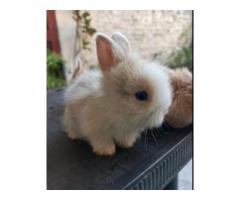 7 Rare Lionhead & Angora Rabbits – Breeder Deal