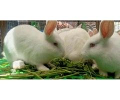 15 New Zealand White Rabbits – Red Eye Breeders Deal