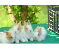 6+ Fancy Baby Rabbits – Holland Lop & Angora Deal