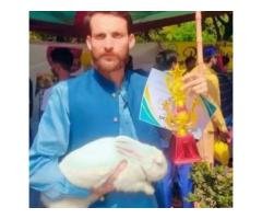 Rare New Zealand White Rabbit – Limited Stock Deal