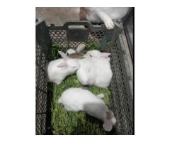 Red Eye Baby Rabbits – Cute Bunny Deal